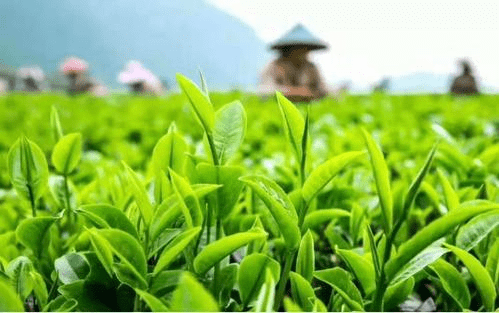 茶叶茶事|祁门牌祁门红茶茶系列护肤品来袭，红茶护肤yyds