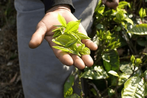 茶叶茶事|祁门牌祁门红茶茶系列护肤品来袭，红茶护肤yyds