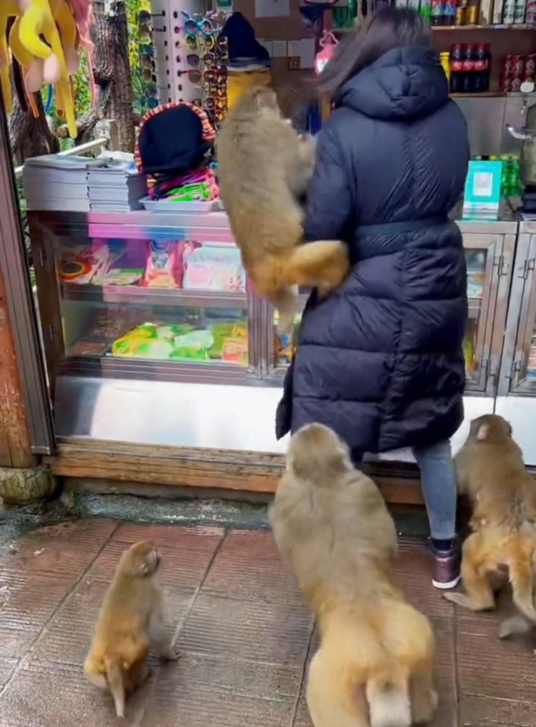 猴子|最近，湖南一女子在景区买零售，一回头就被一群猴子抢光了