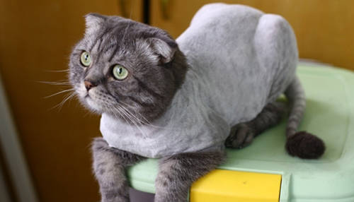 补充狸花猫便秘能自愈吗