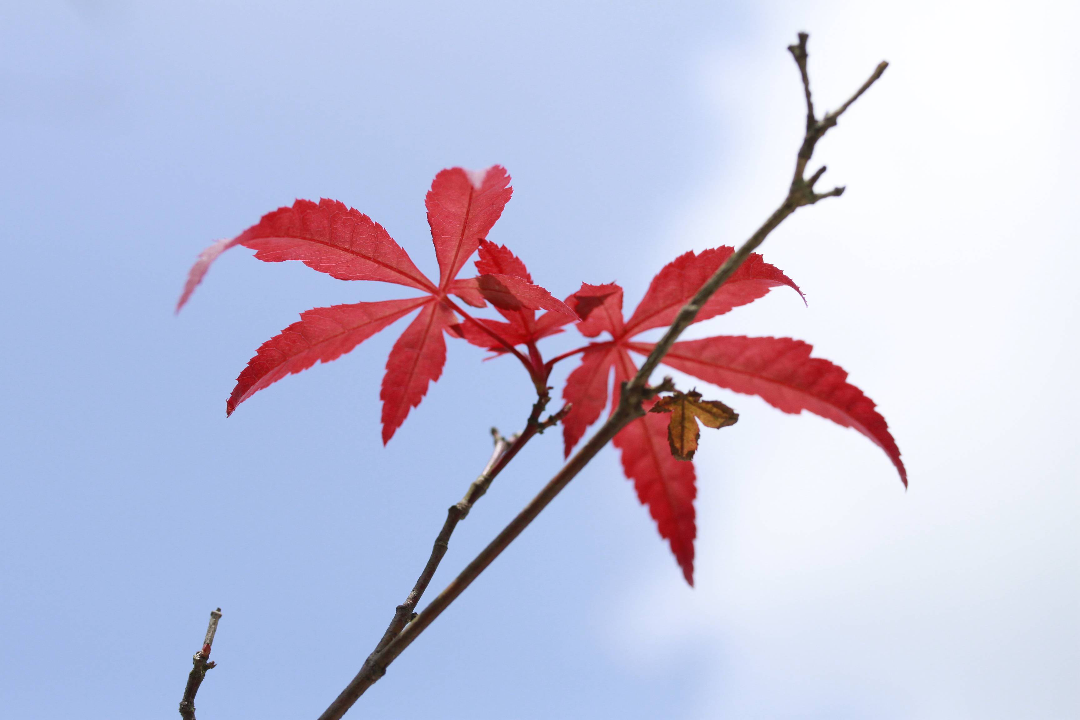 紅葉黃花秋意晚,一曲相思楓盡染.