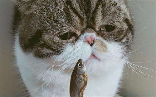 猫咪加菲猫掉毛比别的猫掉毛多怎么办