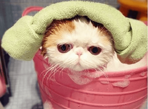 猫咪加菲猫掉毛比别的猫掉毛多怎么办