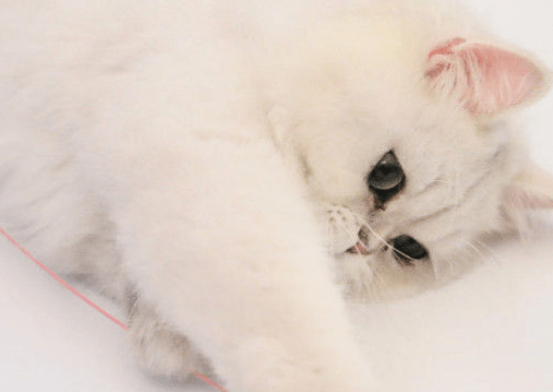 猫咪加菲猫掉毛比别的猫掉毛多怎么办