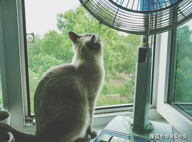宠友社交 猫中暑 怕猫咪中暑 7个让猫咪夏天也能过得凉快的方法 毛巾 全网搜