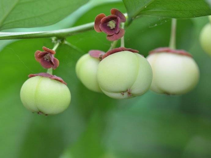 守宫木为灌木,高1-3米;小枝绿色,长而细,幼时上部