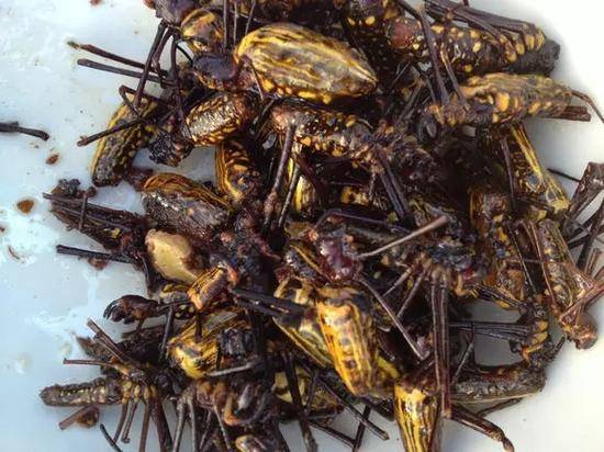 特色另类美食 云南花蜘蛛 你敢吃吗 蛋白质 新闻时间