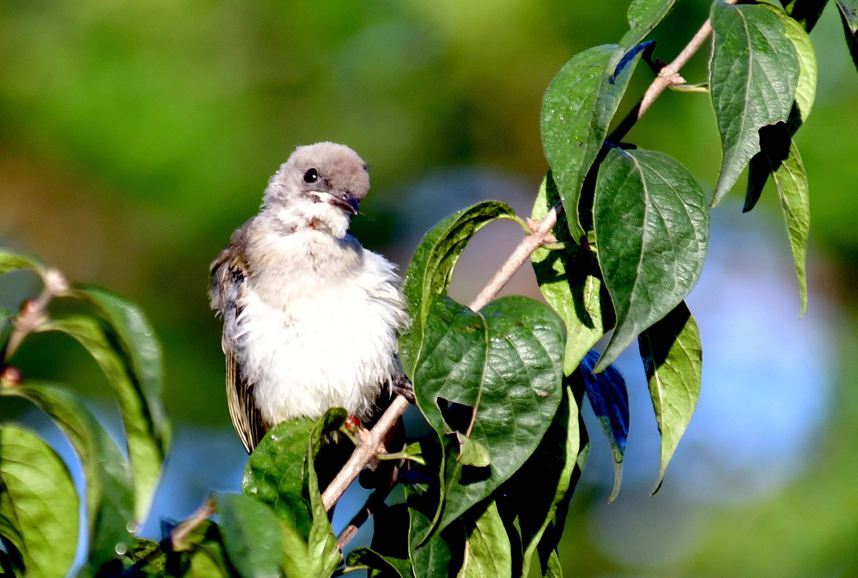 过着隐蔽生活的鸟类白喉林莺
