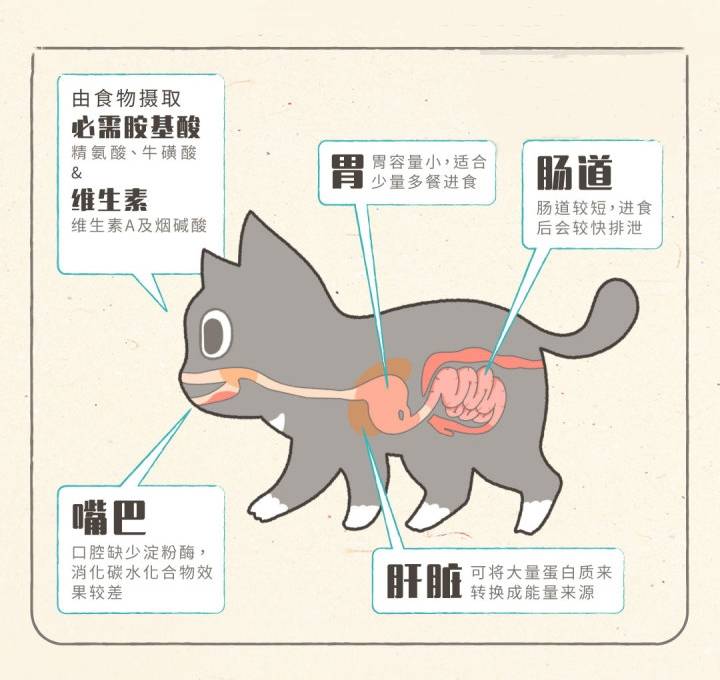 猫粮什么牌子好 困扰铲屎官的问题又来了 猫咪 新闻时间