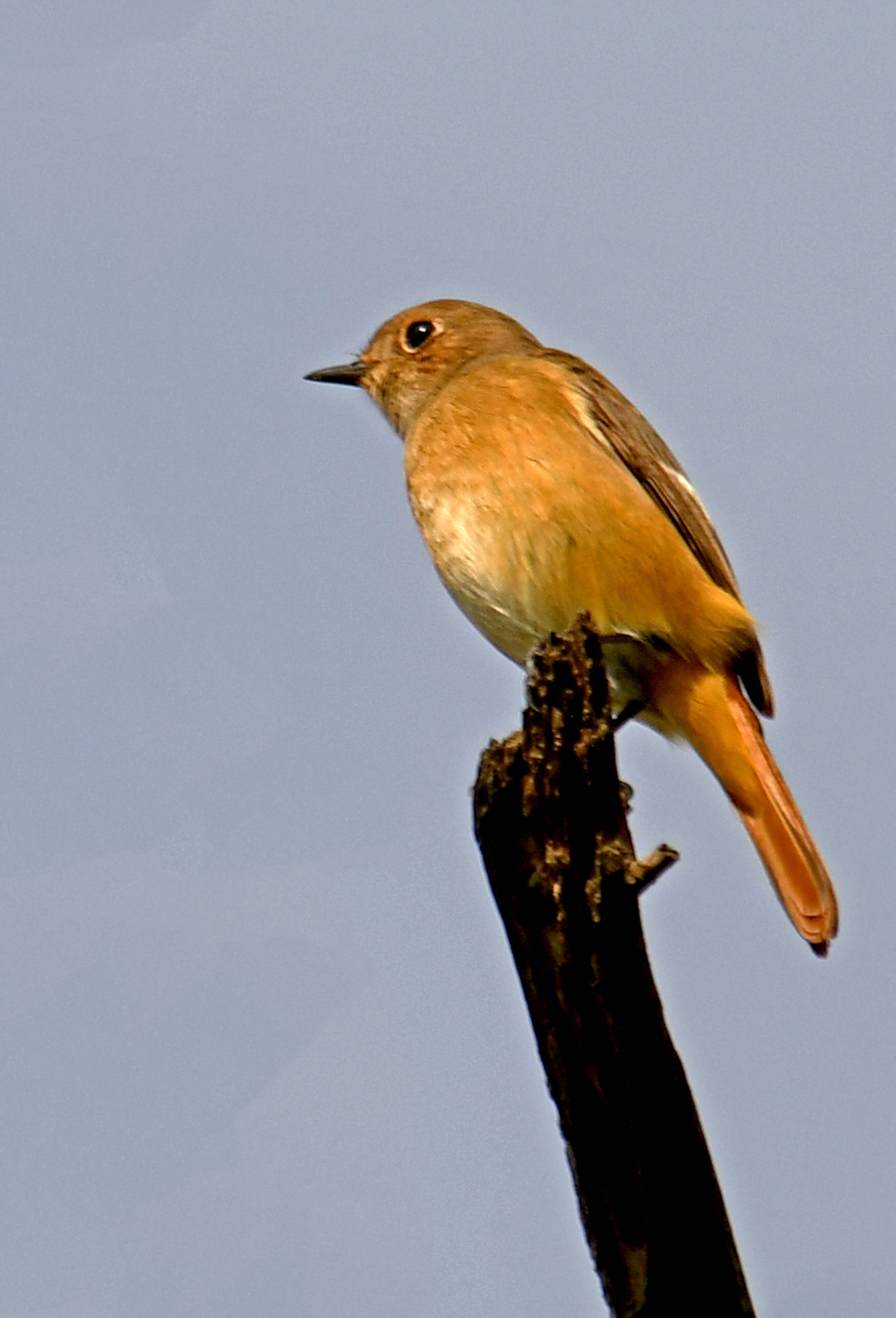 飞跃在树林高枝上北红尾鸲