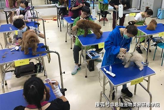 宠物美容学校