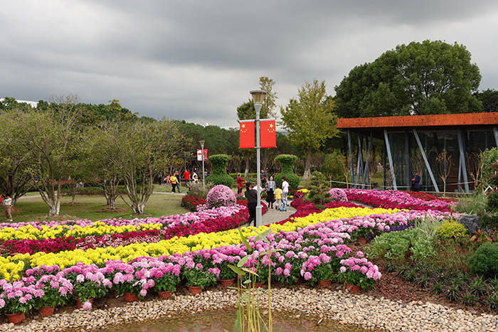 院士公园菊花展图片