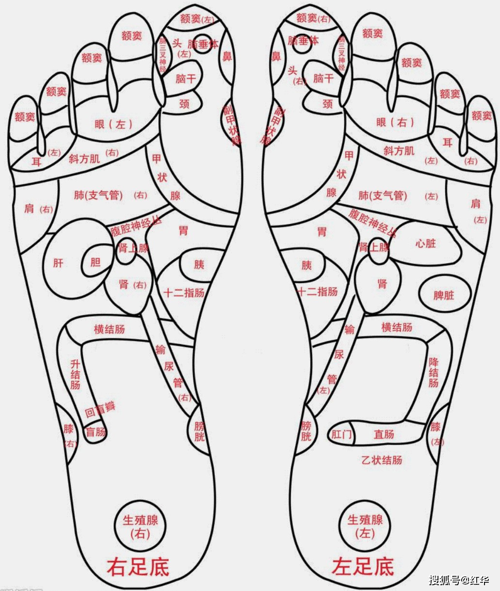 脚的各个脚趾名称图解图片