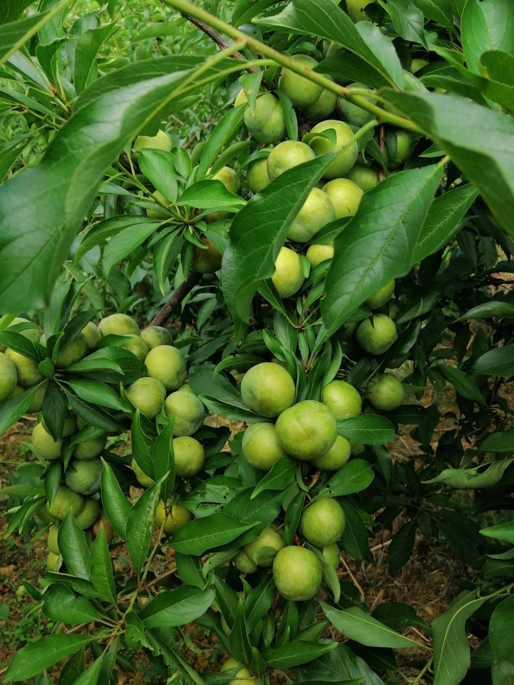 青脆李的种植管理技术