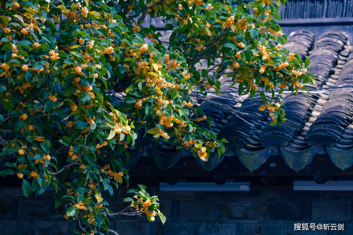 此刻苏州城内一片桂花香