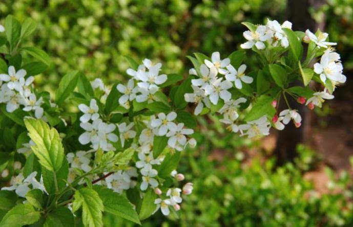 生長習性:珍珠花為陰性樹種,性強健,多生於溫暖向陽又陰溼之地.