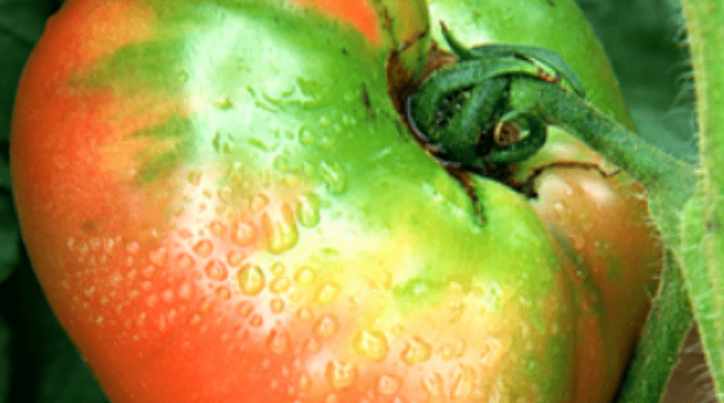 肝脏|医生提醒：这3种蔬菜被列入肝病“黑名单”，有肝病的人要少吃