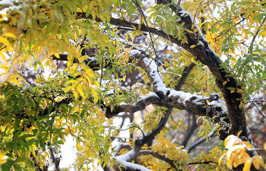 江南|盗梦空间 贺存道：江南的雪