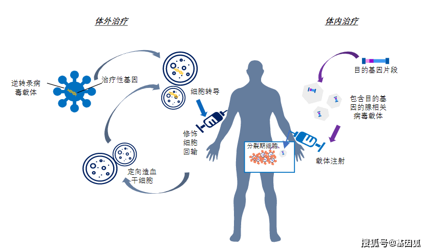 体内基因治疗图片