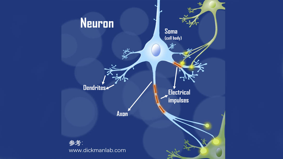 科研绘图专注生物医学领域不限修改次数