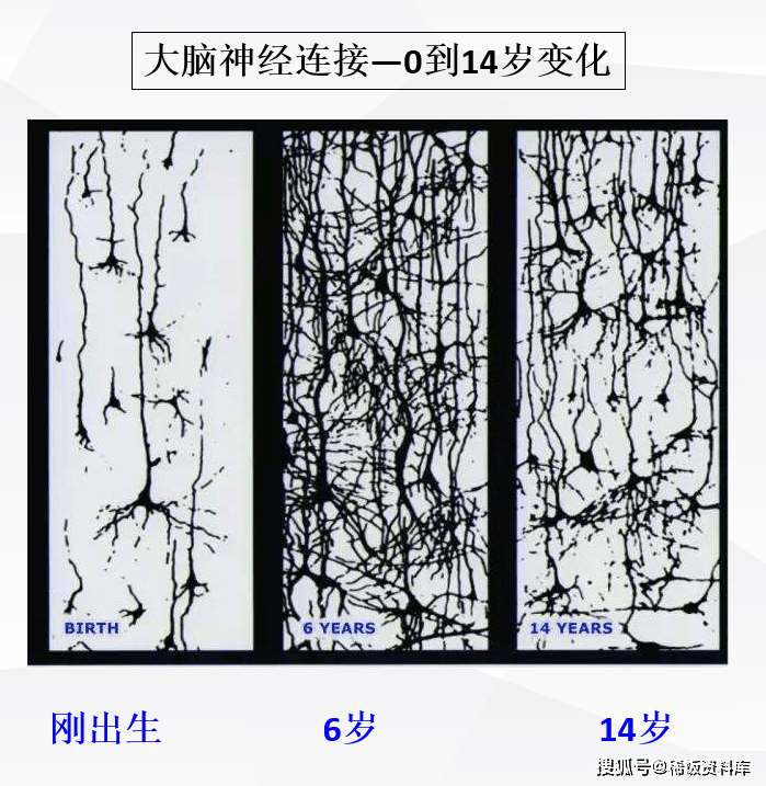 一张神经元图看懂 只要抓住问题的本质,世界迅速变得简单了