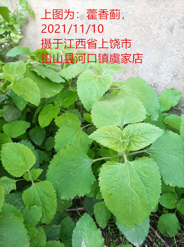 藿香蓟的功效图片