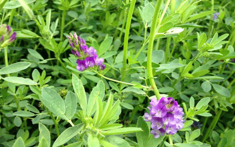 牧草之王紫花苜蓿可用植物非试管高效快繁技术快繁