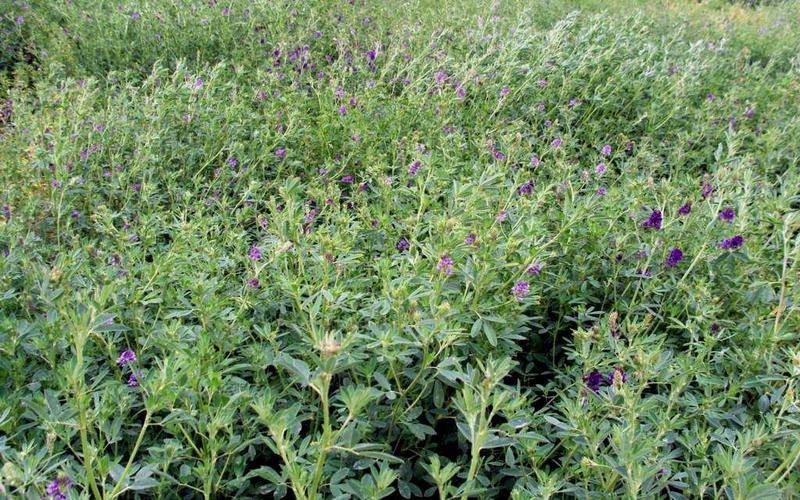 牧草之王 紫花苜蓿可用植物非试管高效快繁技术快繁 土壤