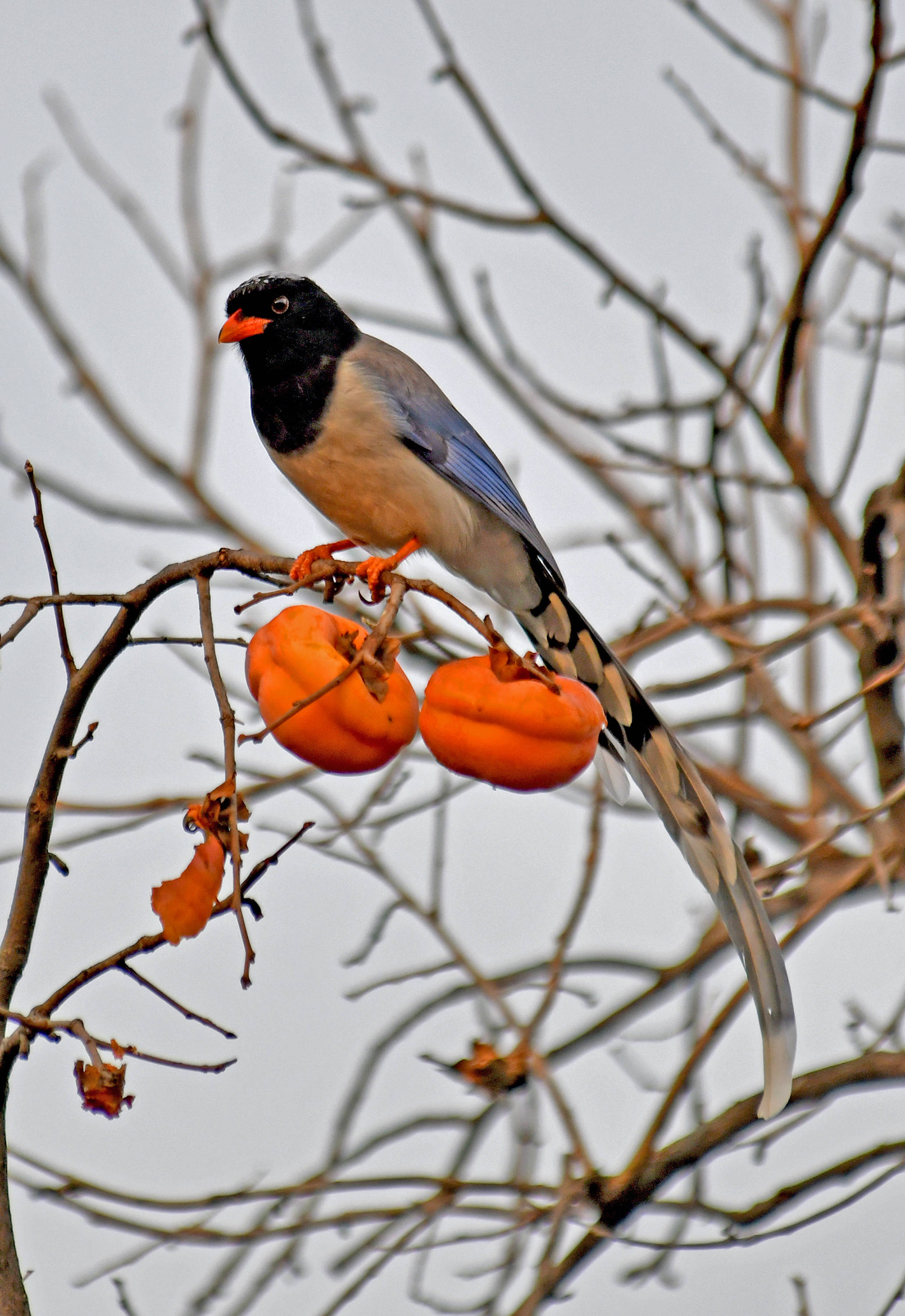 柿柿如意果熟鸟至三红嘴蓝鹊的美味佳肴