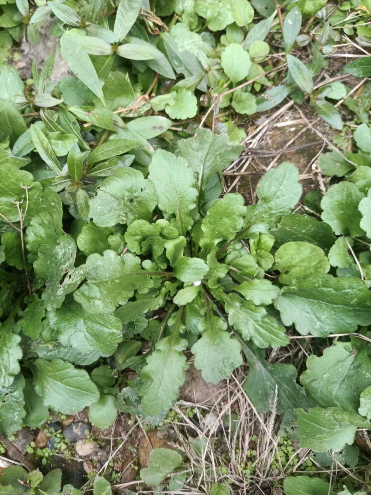 千层塔治牙龈炎效果远抛西药几条街,且没啥毒副作用〔黅钚焕堂谈野生