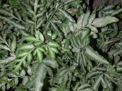 室内点缀盆栽——银脉凤尾蕨