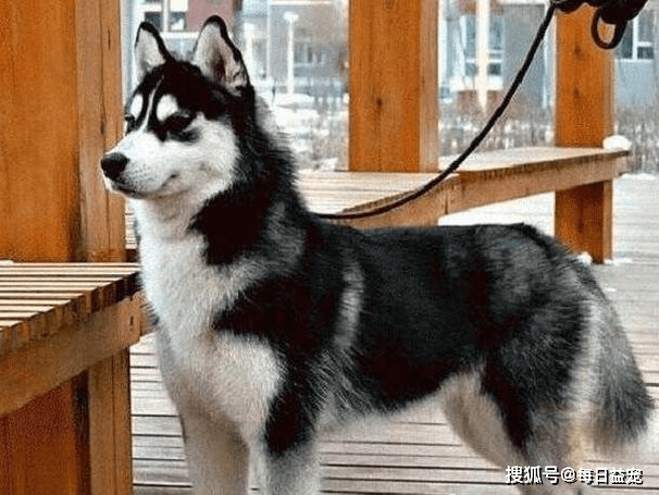 因为哈士奇跑到房顶上玩，任凭怎么哄都不下来，主人一点办法也没有