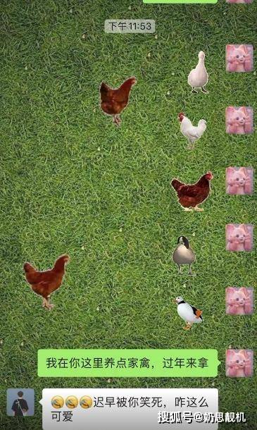 微信养鸡表情包动图微信养鸡背景图草地养鸡表情包图片