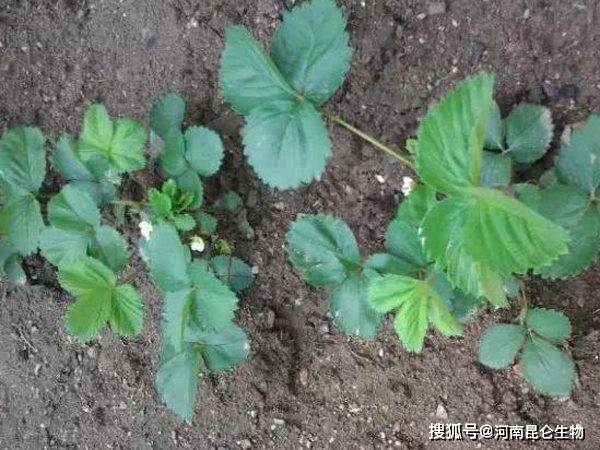 草莓苗種下去爛根,以定植後溼度過大或發生根腐病病害較較多見,發病