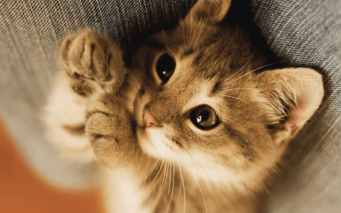 补充|猫咪怎么增肥，家里常备这个小零食毛孩子爱吃且营养