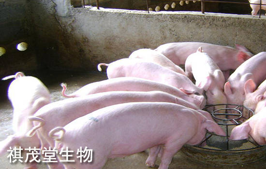 猪厌食用什么喂养