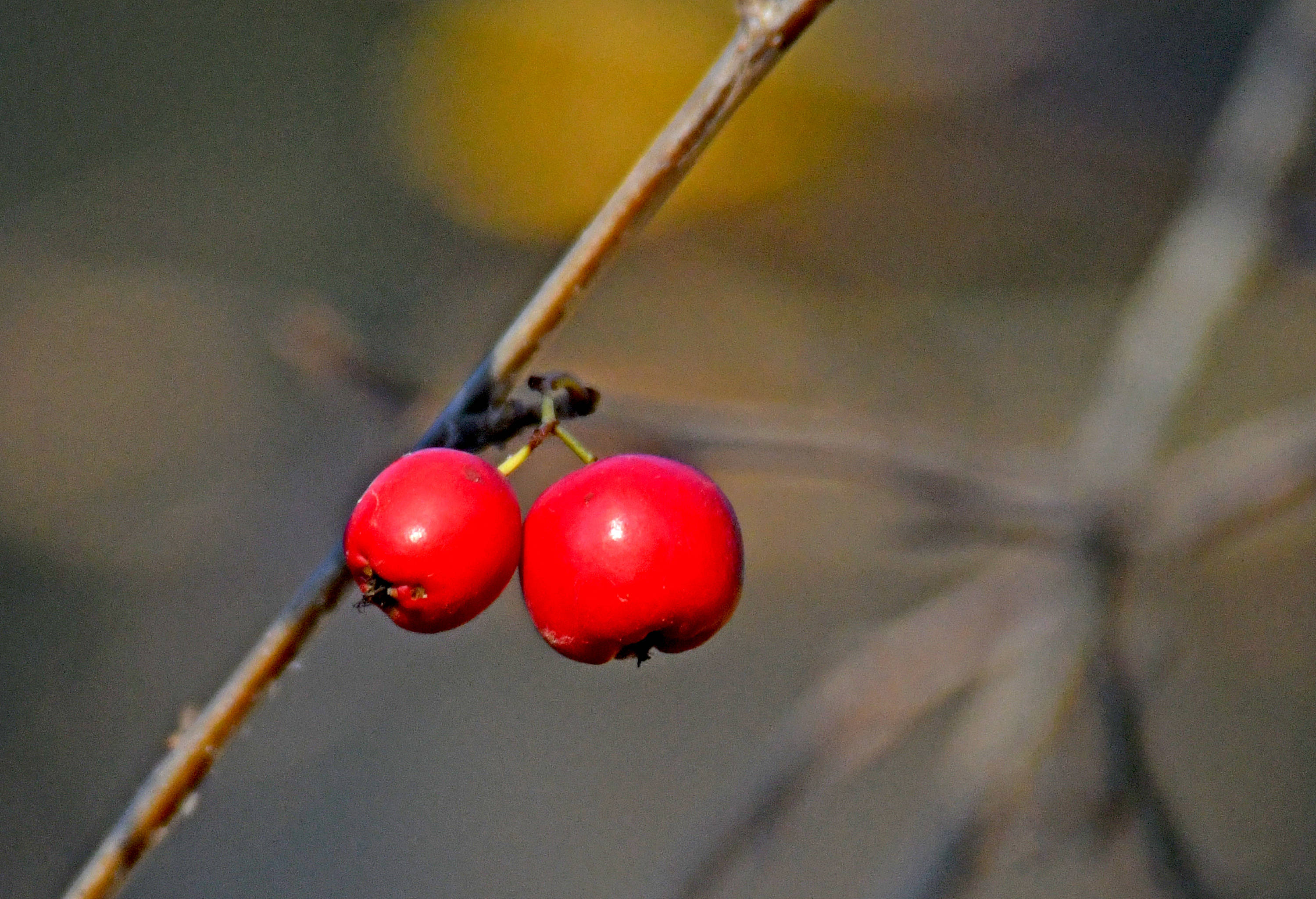 冬日干枝上的红豆豆