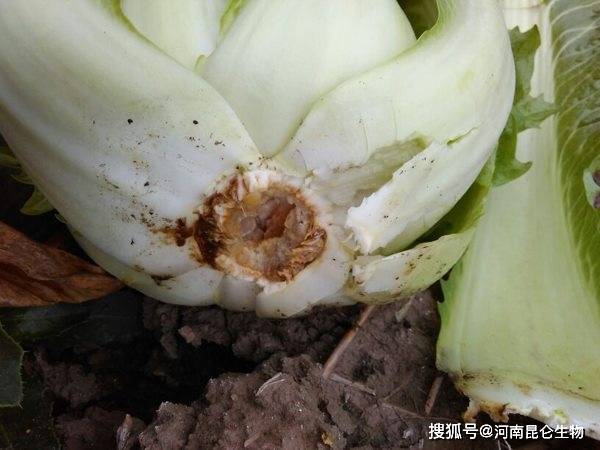 大白菜軟腐病是真菌還是細菌?種蔬菜用什麼肥料產量高_病害