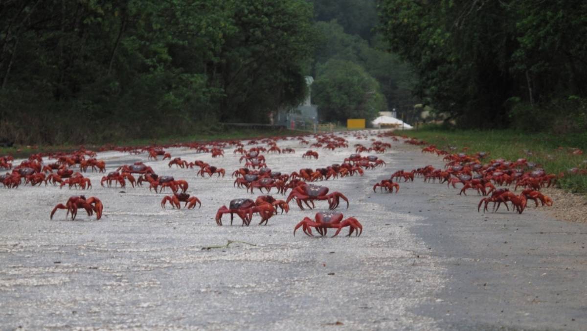 澳大利亚红蟹大迁徙图片