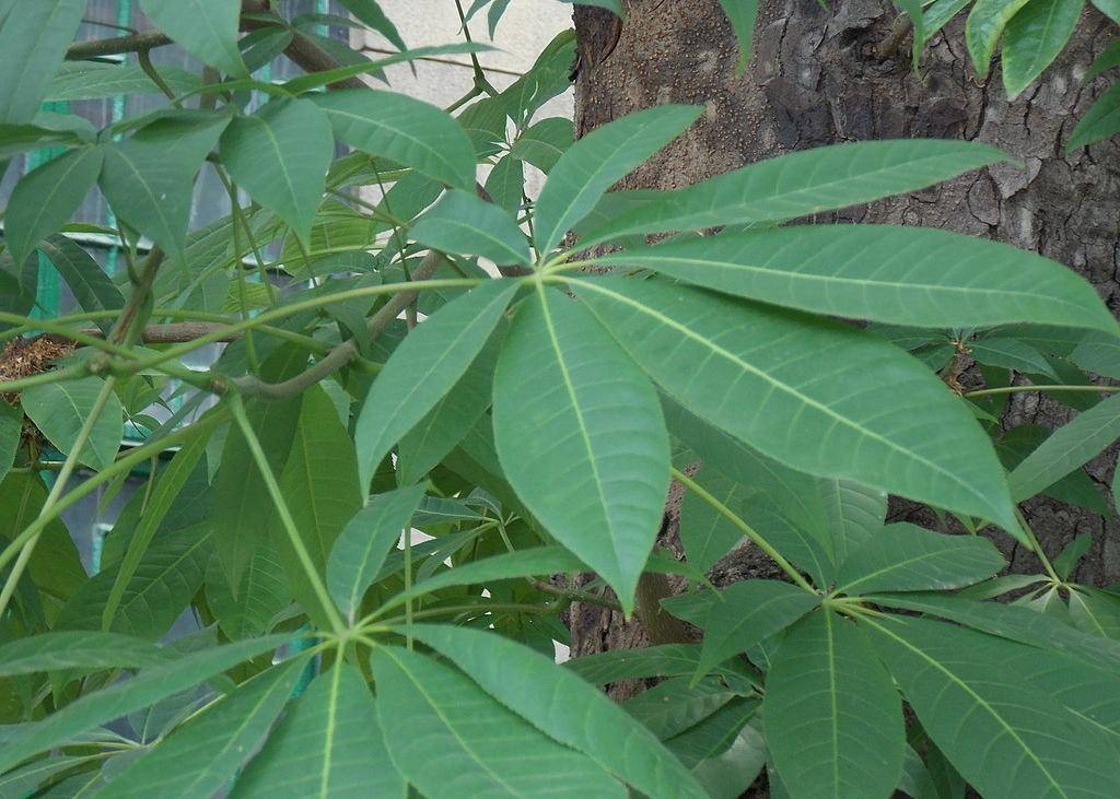 世界五大行道樹之一的七葉樹植物非試管高效快繁