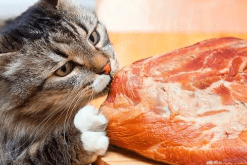 补充猫咪日记：加菲猫不发腮怎么办
