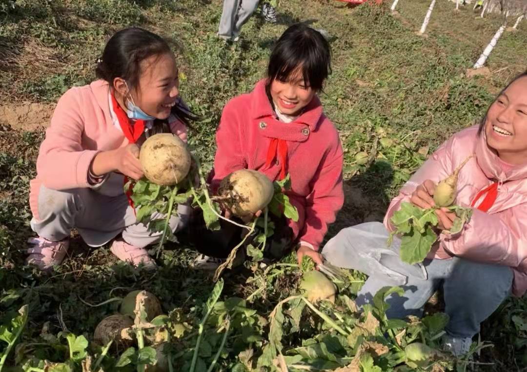 白菜|临潼区：“田间课堂”乐趣无穷