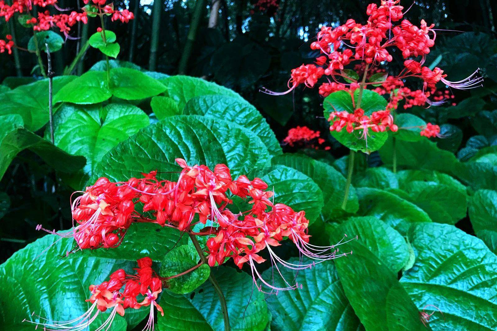sweet)别称:百日红,贞桐花,状元红,荷苞花,红花倒血莲,是马鞭草科