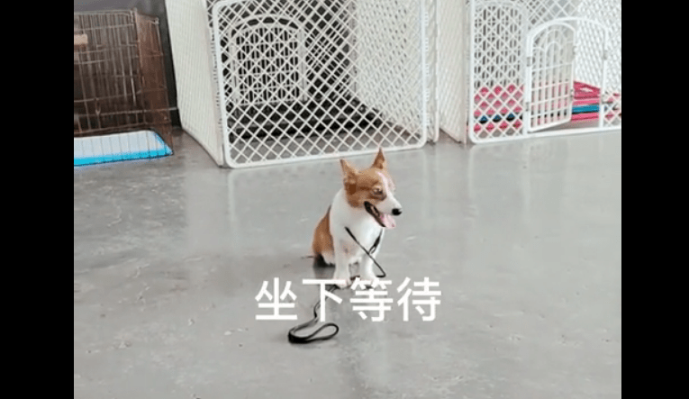 进行柯基犬喜欢扑人怎么办?柯基究竟要怎么进行狗狗行为训练?