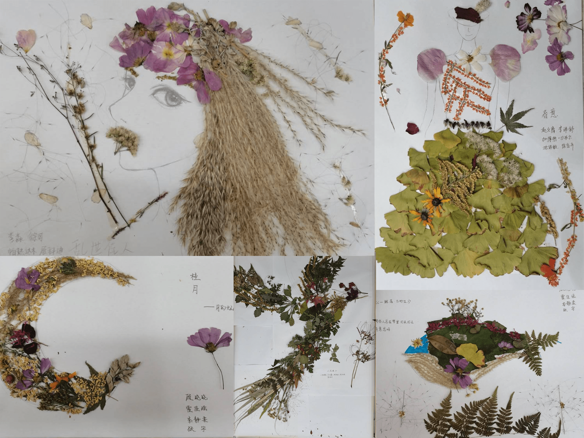 植物标本画绘图图片