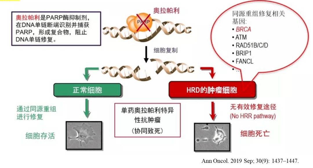 重组|与肿瘤相关的那些明星基因：前列腺癌之HRR