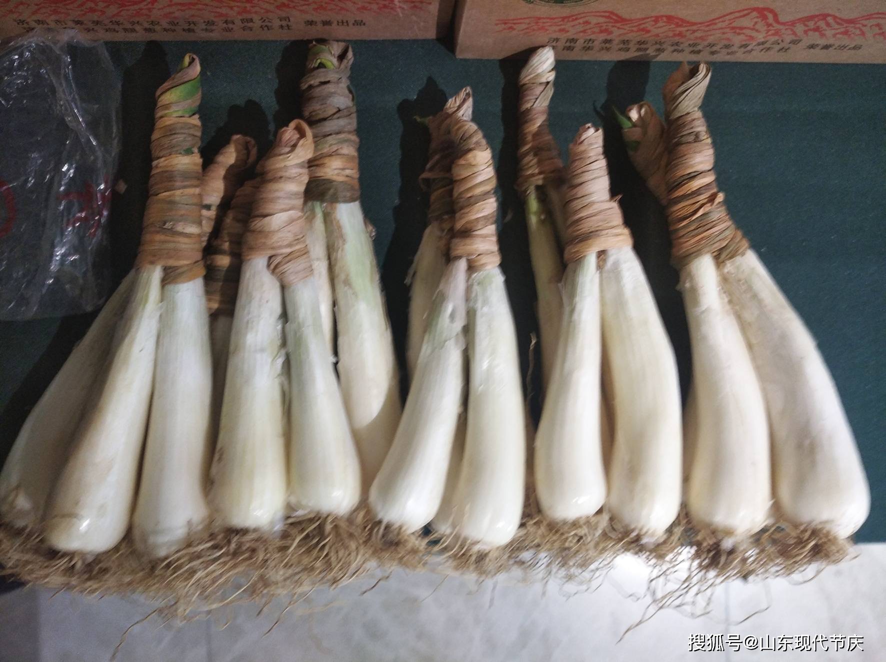 【品牌】济南华兴鸡腿葱种植专业合作社_莱芜_生产_产品