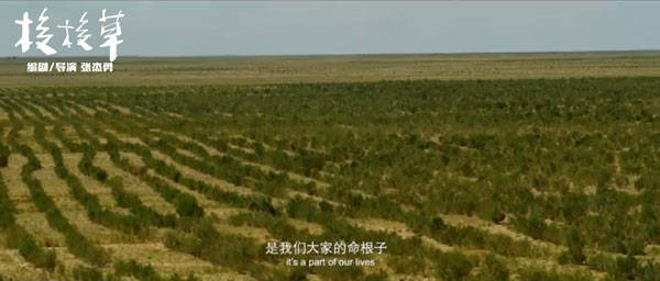梭梭草是什么样 a0b6066b07ae434db1b0f18fa77a1709.jpeg