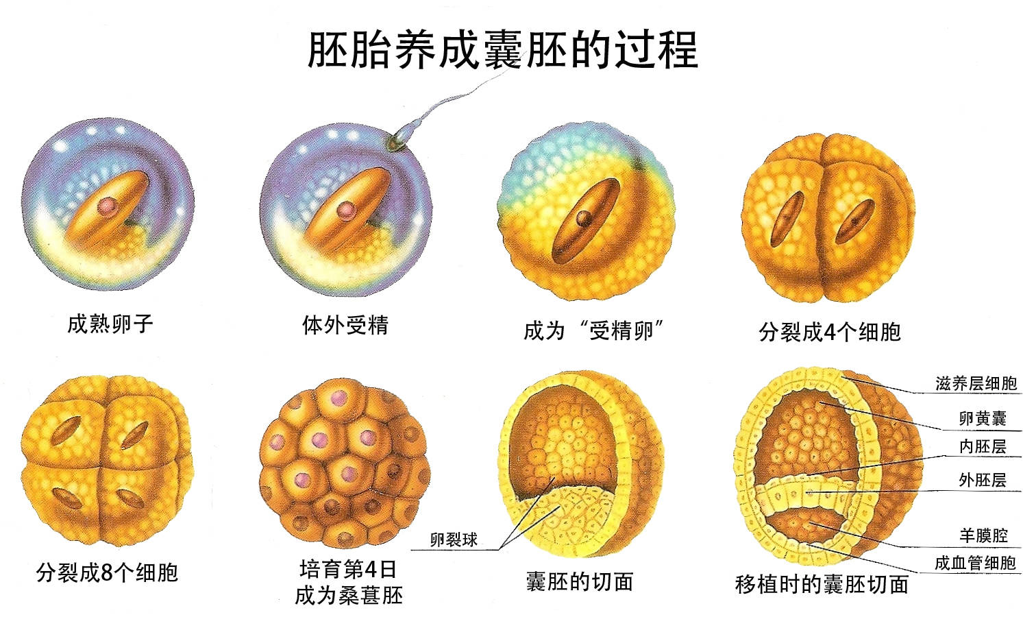 第三代试管胚胎等级划分及优质胚胎识别