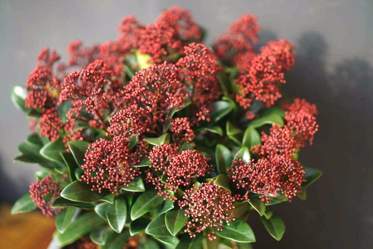 集观赏药用价值一体的植物茵芋